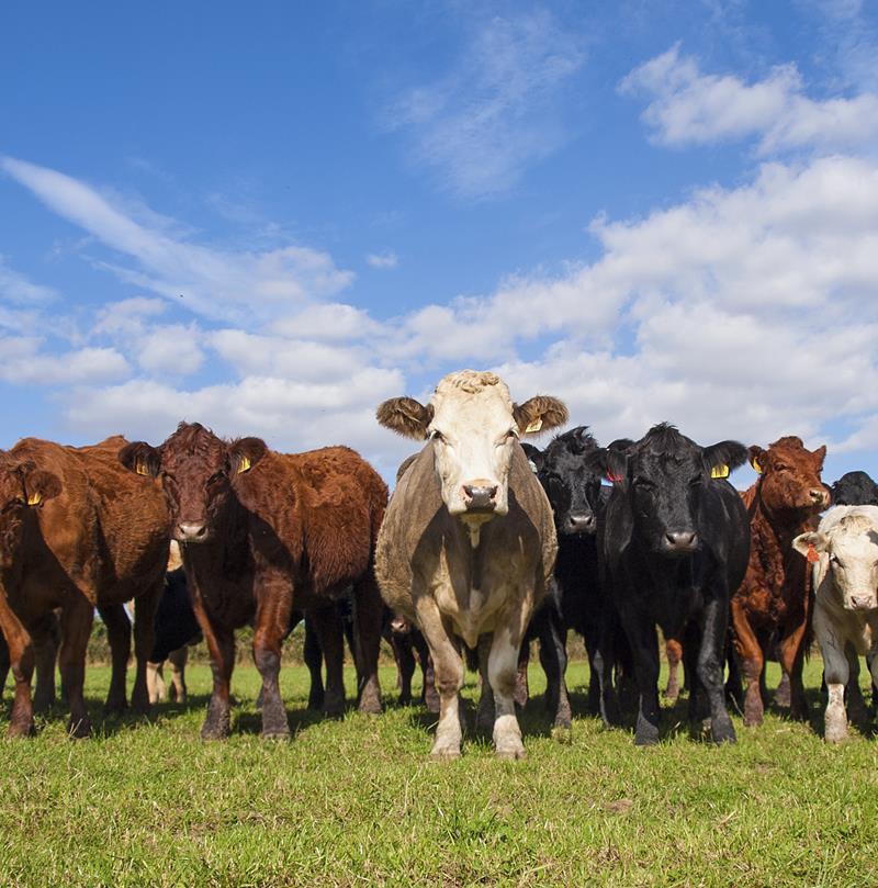 Cows In A Field