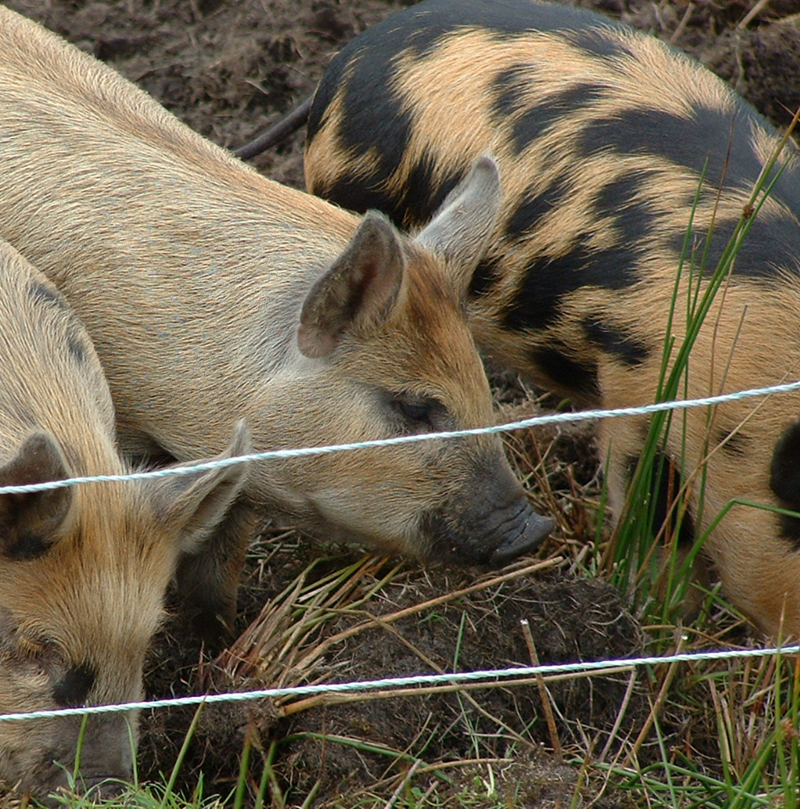DSCF0058 Pig Crop 2